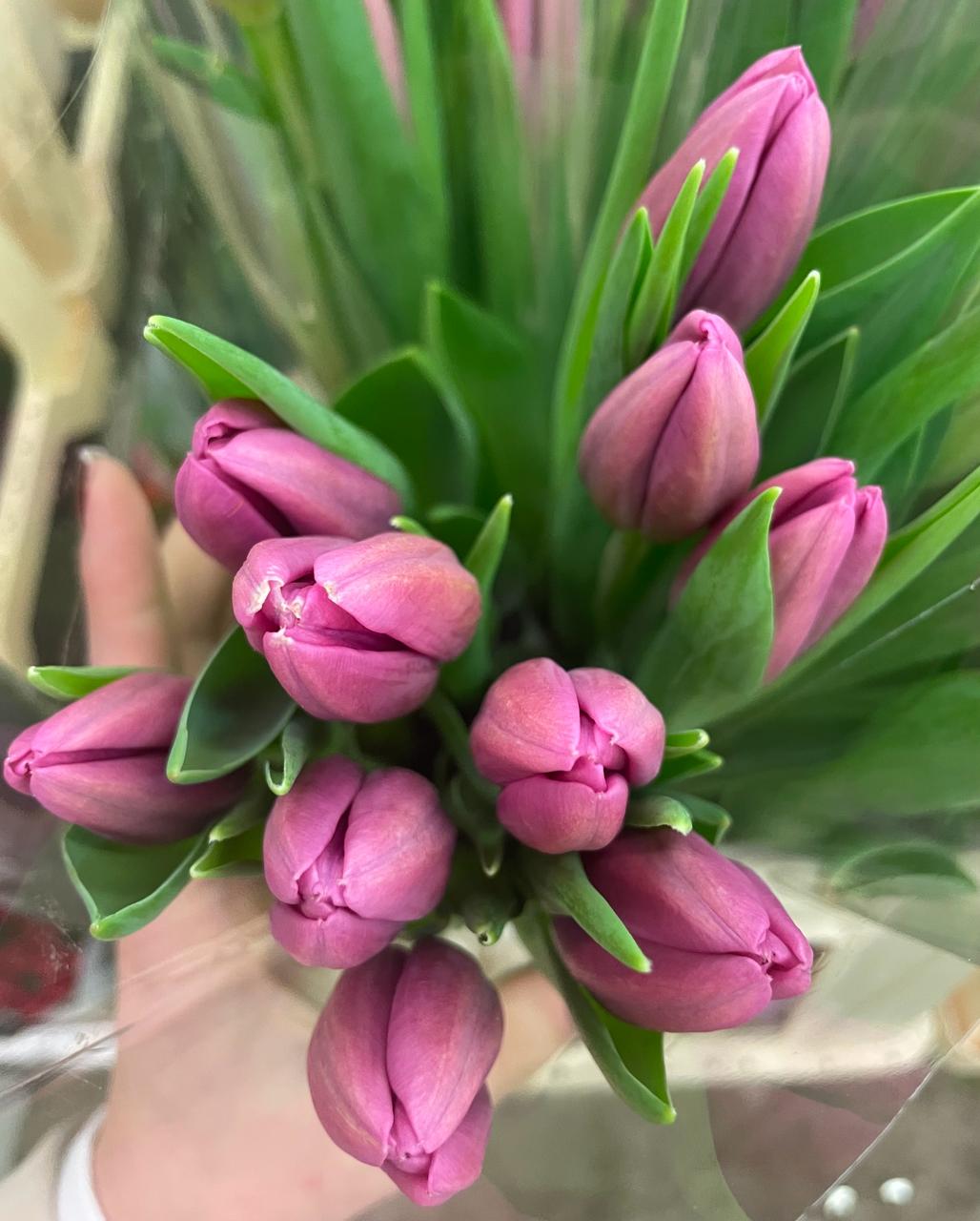 Tulipania - Imagen 3